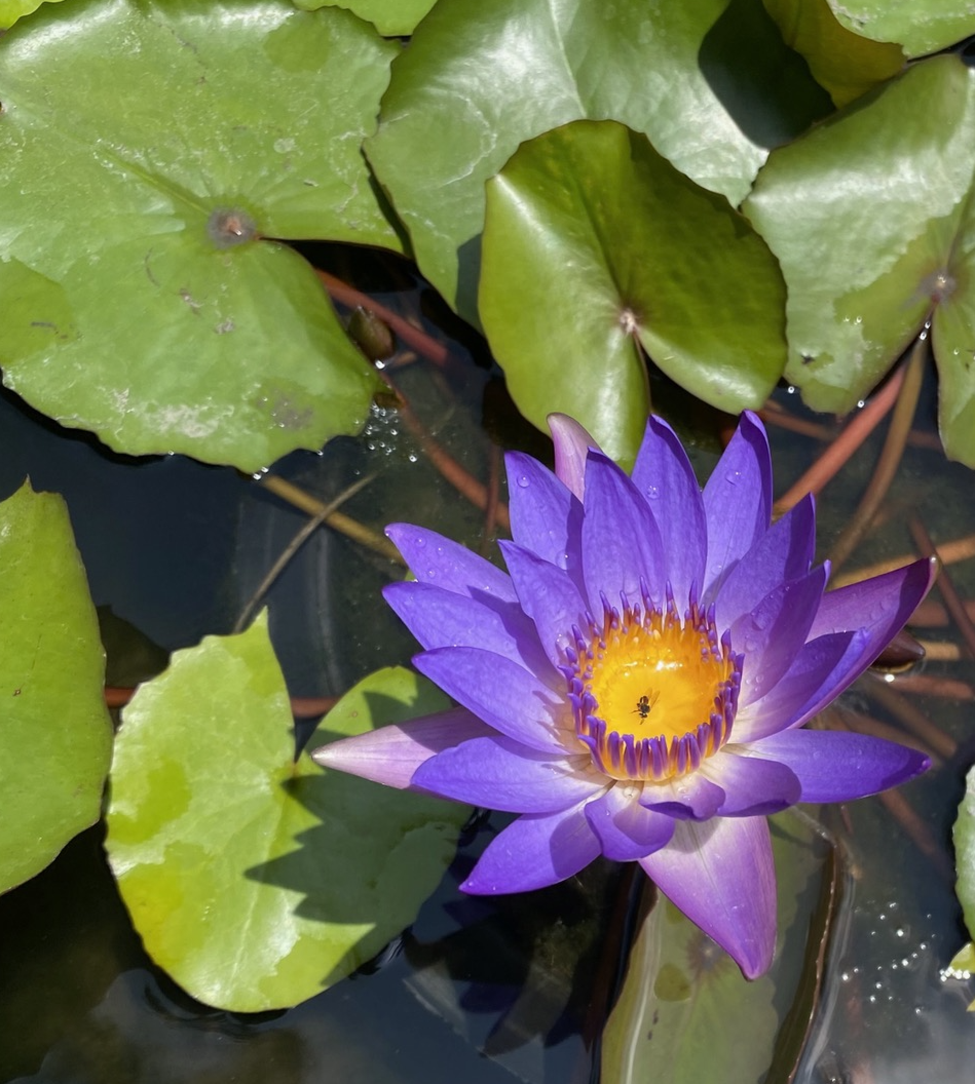 A vibrant purple-blue lotus flower blooming on water with green lily pads